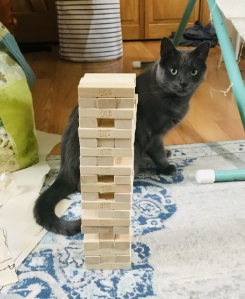 a gray cat sitting behind a tumbling block tower
